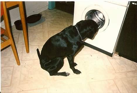 Blanding af racer Lady <3 - Hvad er det der snurre rundt.. ?? billede 3