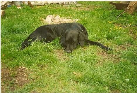 Blanding af racer Lady <3 - Ahh solskin og sommer, elsker det.. ;) billede 4