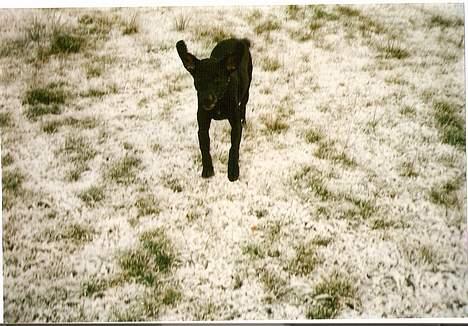 Blanding af racer Lady <3 - wee ska nok gribe det sne..  billede 5