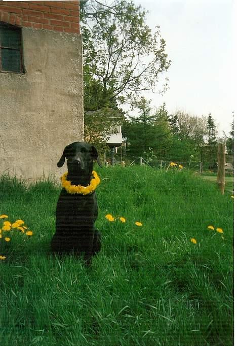 Blanding af racer Lady <3 - Se mit fine halsbånd..  billede 6