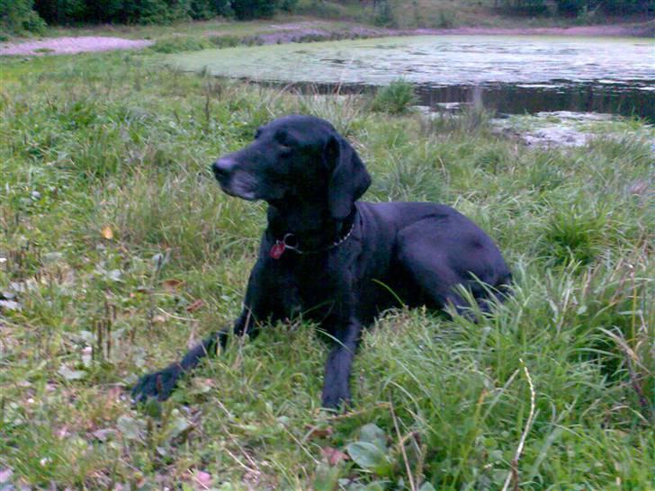 Blanding af racer Lady <3 - Er jeg ik fin.. Taget d. 5/9-2007 billede 7