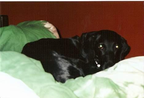 Blanding af racer Lady <3 - Uhm det er skønt at ligge i Karinas seng.. billede 8