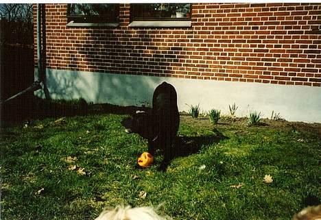 Blanding af racer Lady <3 - Ska vi ik lege med bold.. Kom nu, tag den.. :) billede 9