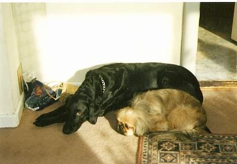 Blanding af racer Lady <3 - Mig og Lunde.. billede 10