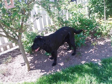 Labrador retriever Tammi billede 1