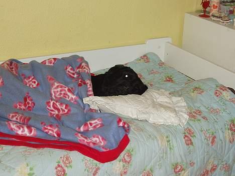 Labrador retriever Tammi billede 2