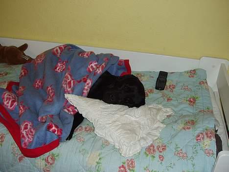 Labrador retriever Tammi billede 3