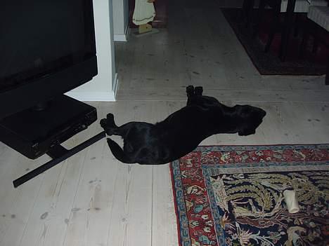 Labrador retriever Tammi billede 4