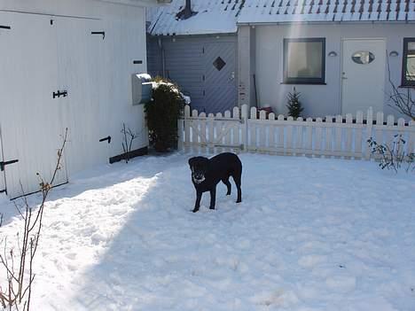 Labrador retriever Tammi billede 5