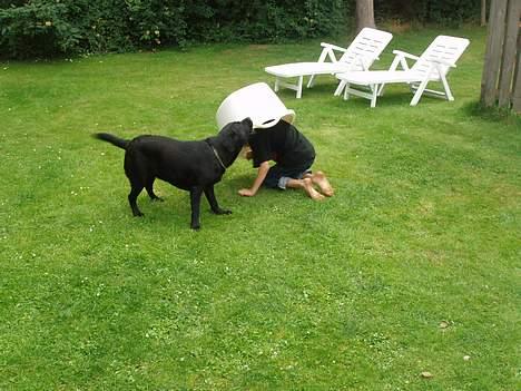 Labrador retriever Tammi billede 6