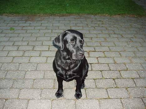 Labrador retriever Tammi billede 7