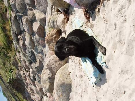 Labrador retriever Tammi billede 8