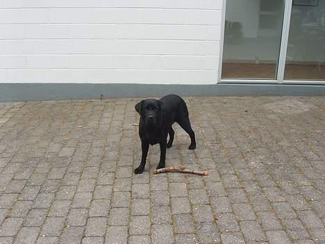 Labrador retriever Tammi billede 9