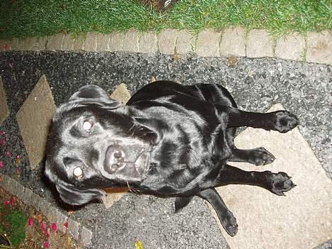 Labrador retriever Tammi billede 10