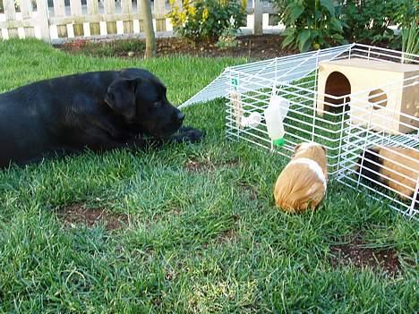 Labrador retriever Tammi billede 12