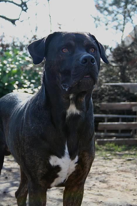 Dogo canario Samson - R.I.P billede 14