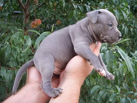 Amerikansk staffordshire terrier Chico - Her er han en lille bitte hvalp :) billede 1