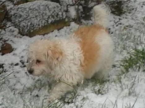 Blanding af racer perle {R.I.P min <3 :'(} billede 16