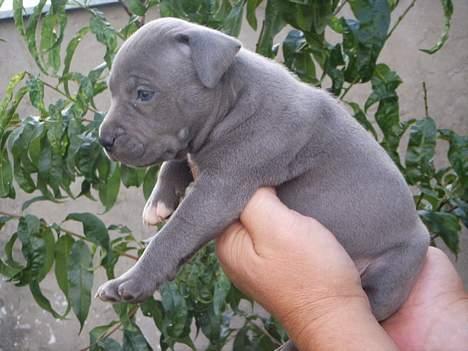 Amerikansk staffordshire terrier Chico - Lige et fra den anden side! ;) billede 2