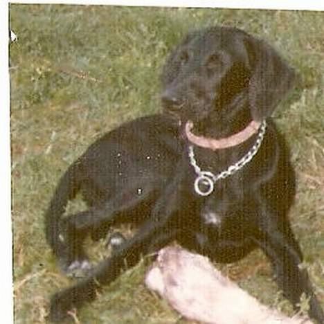 Blanding af racer Lady <3 - Uhm et lækker kødben billede 11