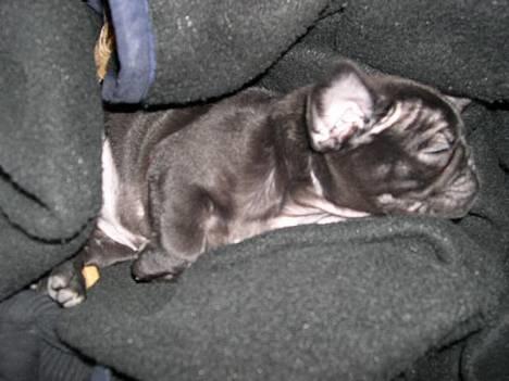 Blanding af racer Fr. bulldog/mops Sveske - ZZZ ZZZ ZZZ billede 5