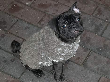 Blanding af racer Fr. bulldog/mops Sveske - Man er vel modebevidst. Eller er det det bebrejdende blik jeg får?... billede 7