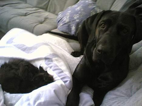 Blanding af racer Daffi ( fået ny familie) billede 9