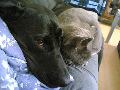 Blanding af racer Daffi ( fået ny familie) - Daffi putter med katten Junior billede 10