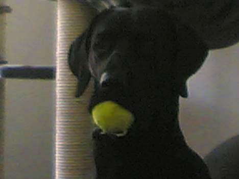 Blanding af racer Daffi ( fået ny familie) - Øj, bolden...mit yngling legetøj....! billede 11