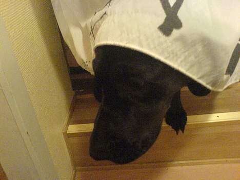 Blanding af racer Daffi ( fået ny familie) billede 12