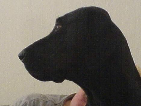 Blanding af racer Daffi ( fået ny familie) billede 13