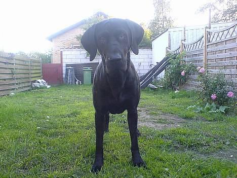 Blanding af racer Daffi ( fået ny familie) billede 14