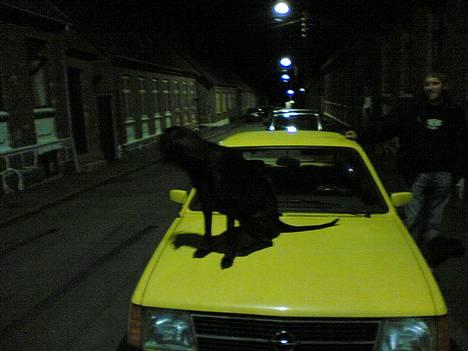 Blanding af racer Daffi ( fået ny familie) - Du er selv ude om det far, der kommer altså ridser....! billede 15