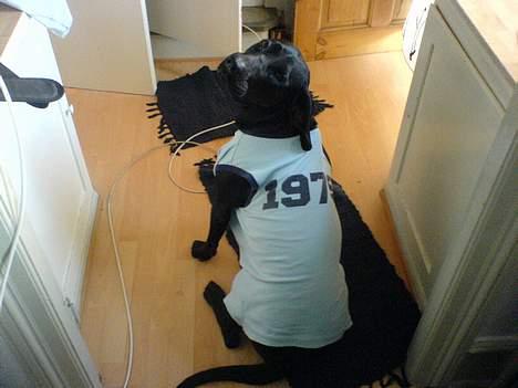 Blanding af racer Daffi ( fået ny familie) - Helt ærlig far, er du ikke lidt fjollet.....?......Jo jeg er....:-) billede 16