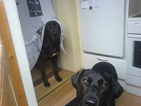 Blanding af racer Daffi ( fået ny familie) - Daffi foran og søster Becca bagved billede 17