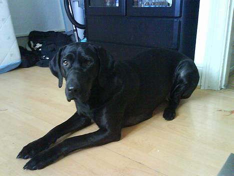 Blanding af racer Daffi ( fået ny familie) billede 18