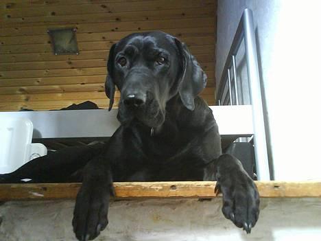 Blanding af racer Daffi ( fået ny familie) billede 19