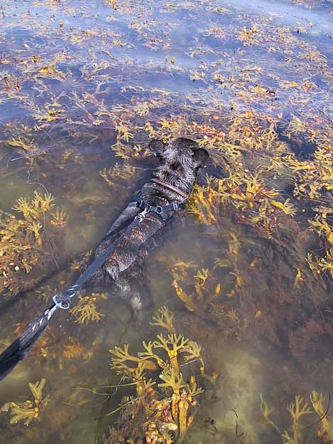 Fransk bulldog Monty - dejligt med en lille svømmetur billede 7