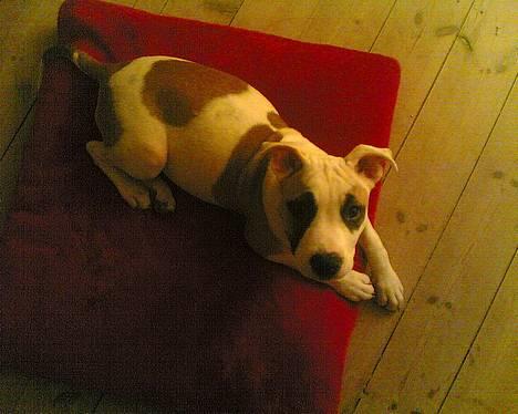 Amerikansk staffordshire terrier Jodie billede 1