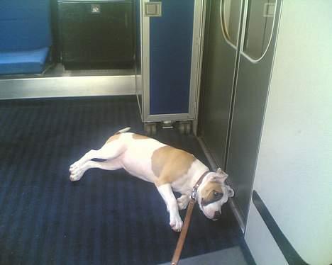 Amerikansk staffordshire terrier Jodie - Afslapning i toget. billede 2