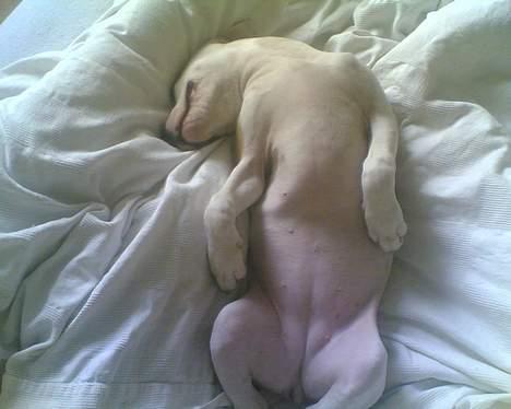 Amerikansk staffordshire terrier Jodie billede 3