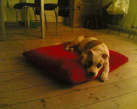 Amerikansk staffordshire terrier Jodie billede 4