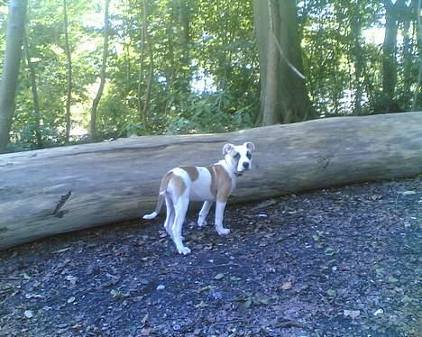 Amerikansk staffordshire terrier Jodie billede 5