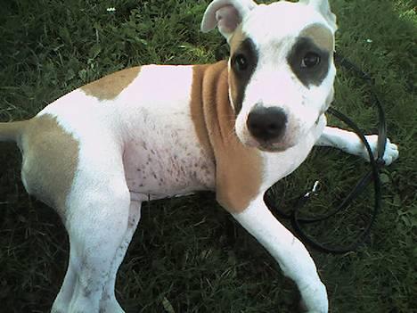 Amerikansk staffordshire terrier Jodie billede 6