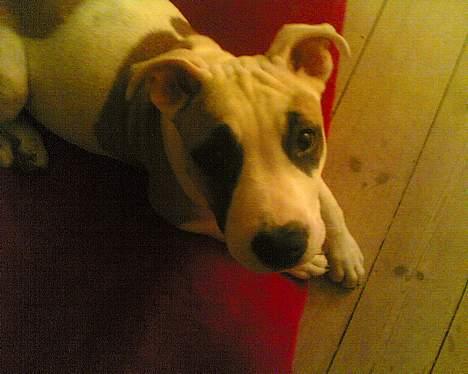 Amerikansk staffordshire terrier Jodie billede 7