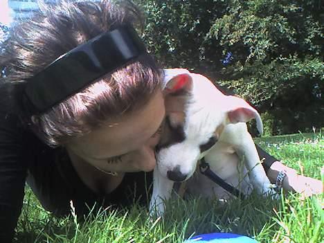 Amerikansk staffordshire terrier Jodie billede 8