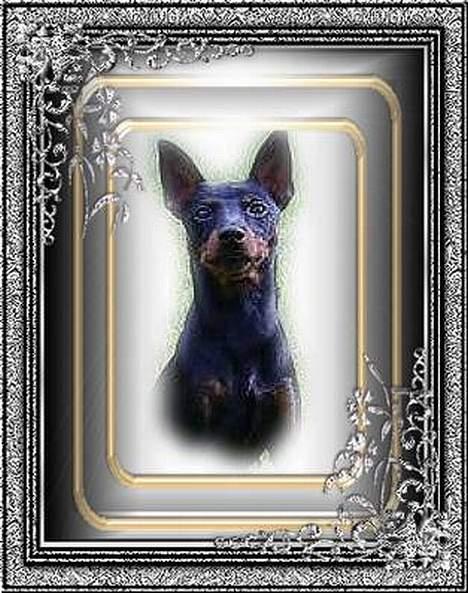 Dvaergpinscher Rødkilde's Chico billede 15