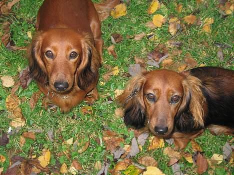 Gravhund Tea - her er mig og min søster.,    <3 billede 11