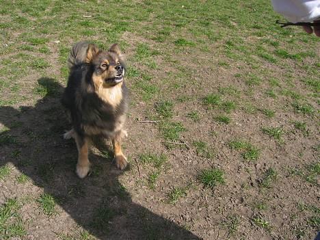 Finsk lapphund Lapinlempi Aamuntuike - kast nu den pind billede 16