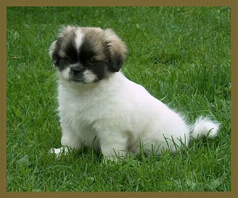 Tibetansk spaniel Kri Kris Garson (Pepe) - Pepe 9 uger billede 10